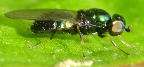 Réf. 354 694 : Microchrysa polita